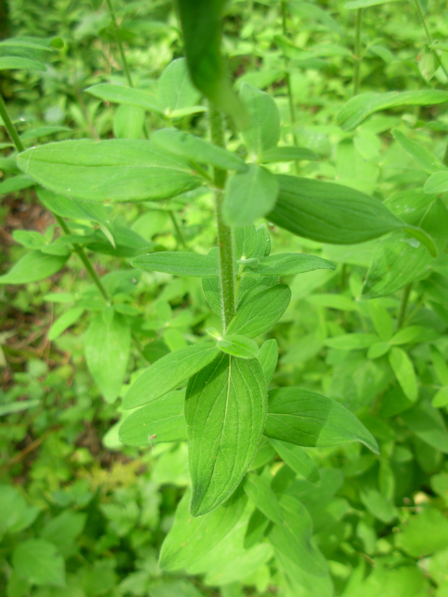 Hypericum hirsutum L.